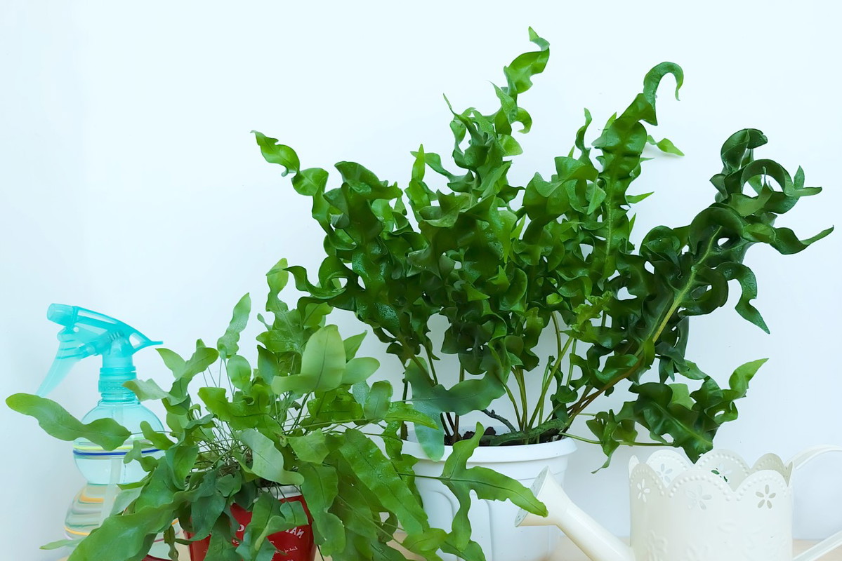 Bardzo ozdobne microsorum (microsorum scolopendrium) zachwyca lancetowatymi liśćmi, roślina posiada jednak wysokie wymagania odnośnie temperatury i wilgotności powietrza. (zdj.: Adobe Stock)