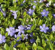 Barwinek vinca (zdj.: Adobe Stock)