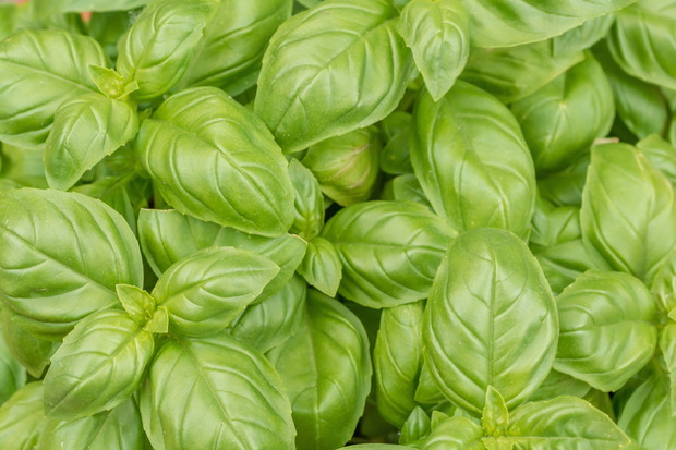 Bazylia Ocimum basilicum (zdj.: Adobe Stock)