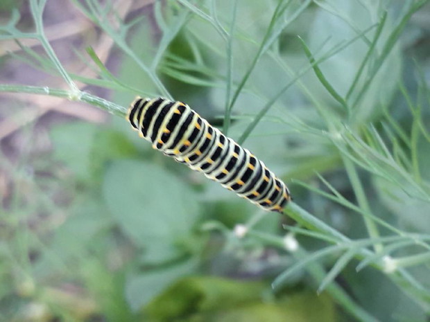 będzie piękny motyl..