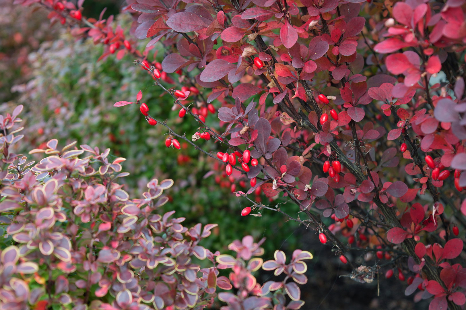 Berberys Berberis (zdj.: Adobe Stock)