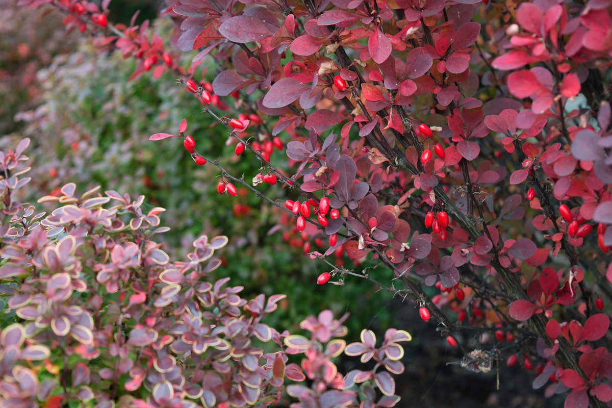 Berberys Berberis (zdj.: Adobe Stock)