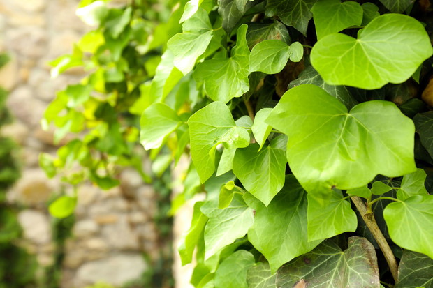 Bluszcz Helix (zdj.: Adobe Stock)