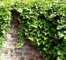 Bluszcz pospolity Hedera helix świetnie radzi sobie nawet w mocno zacienionych miejscach, choć zimą potrafi przemarznąć przy nawet kilku stopniach poniżej zera. (zdj.: Adobe Stock)