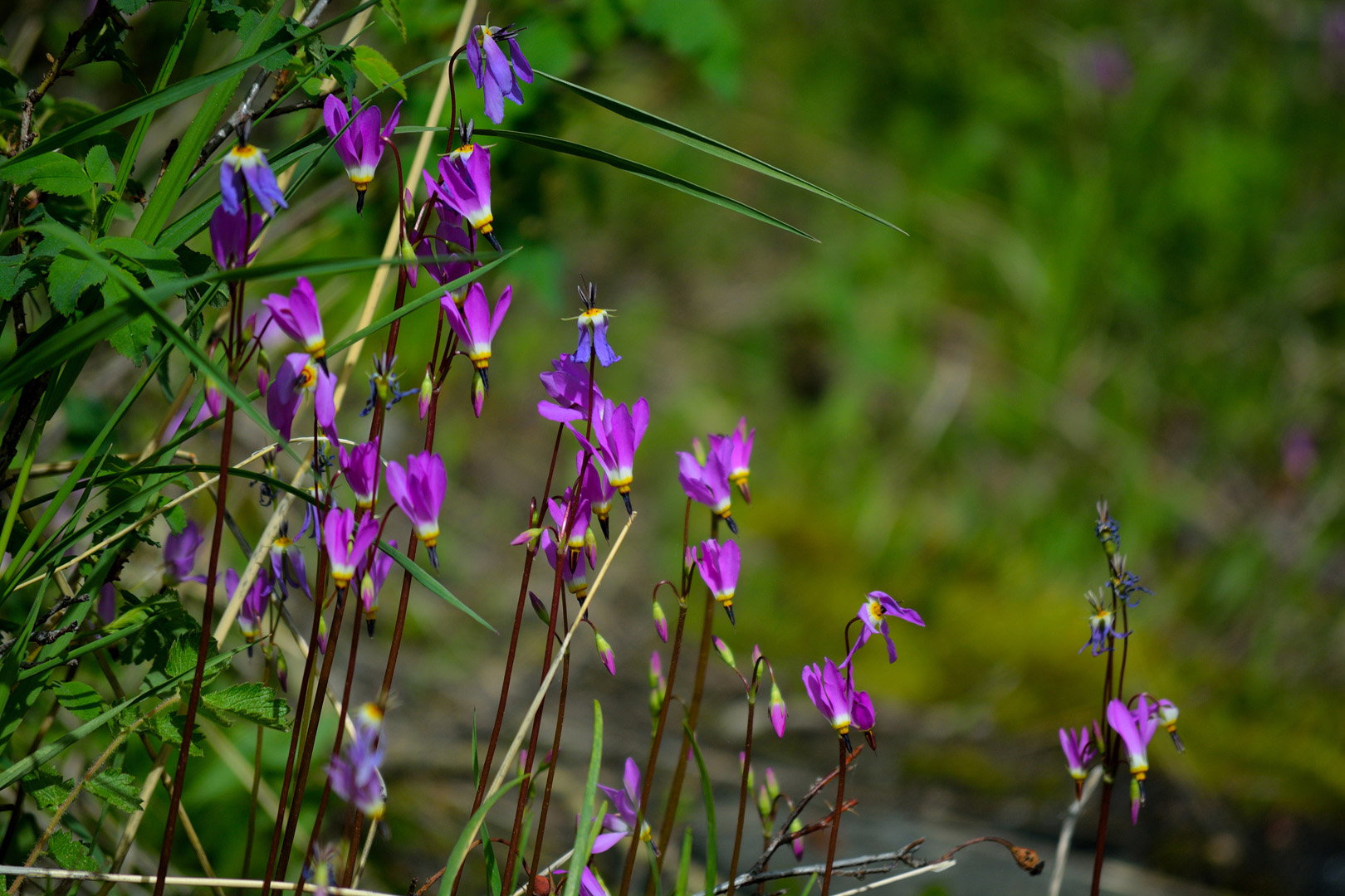 Bożykwiat Meada Dodecatheon meadia (zdj.: Adobe Stock)