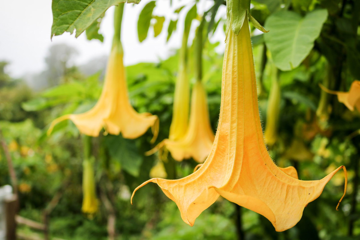 Brugmansja Brugmansia (zdj.: Adobe Stock)