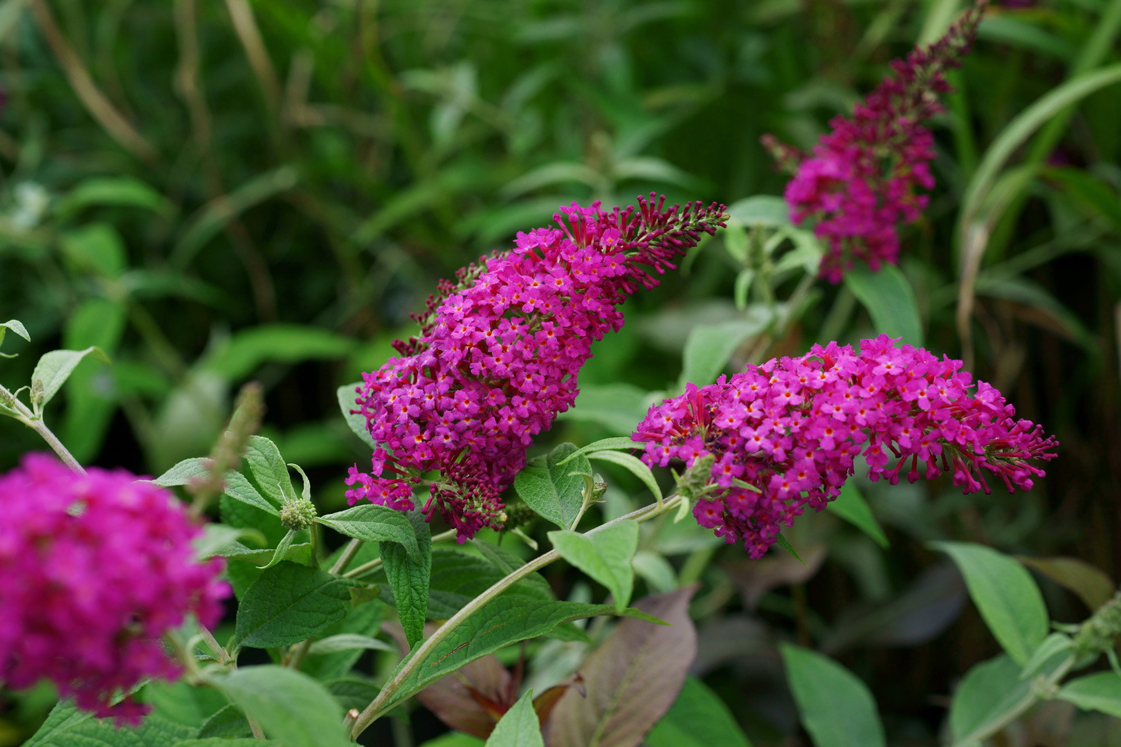 Budleja Dawida Buddleja davidii (zdj.: Adobe Stock)