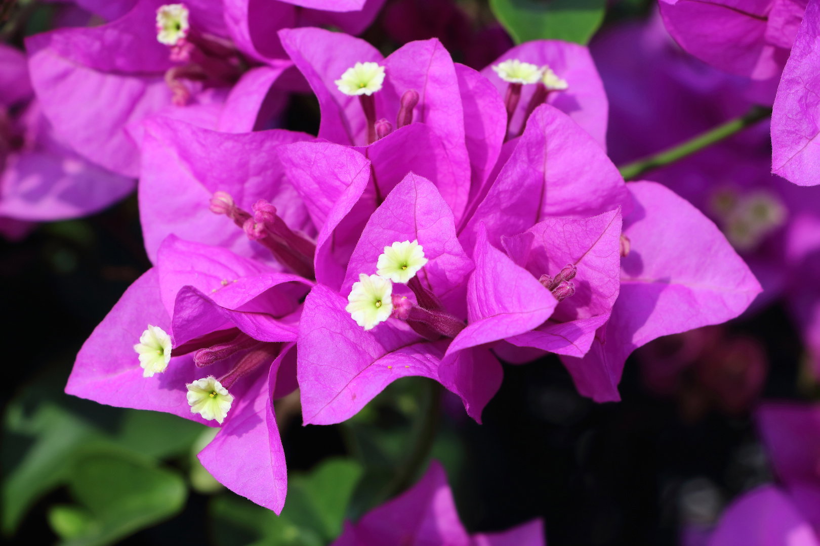 Bugenwilla Bougainvillea (zdj.: Adobe Stock)