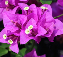 Bugenwilla Bougainvillea (zdj.: Adobe Stock)
