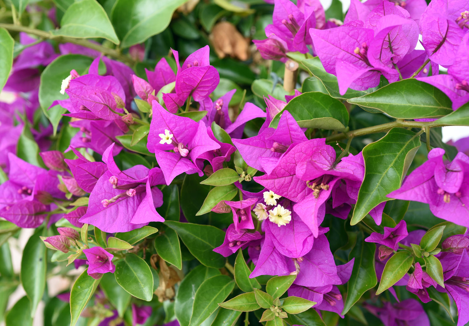 Bugenwilla gładka bougainvillea glabra (zdj.: Adobe Stock)