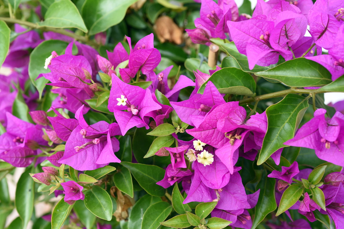 Bugenwilla gładka bougainvillea glabra (zdj.: Adobe Stock)