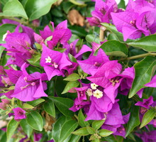 Bugenwilla gładka bougainvillea glabra (zdj.: Adobe Stock)