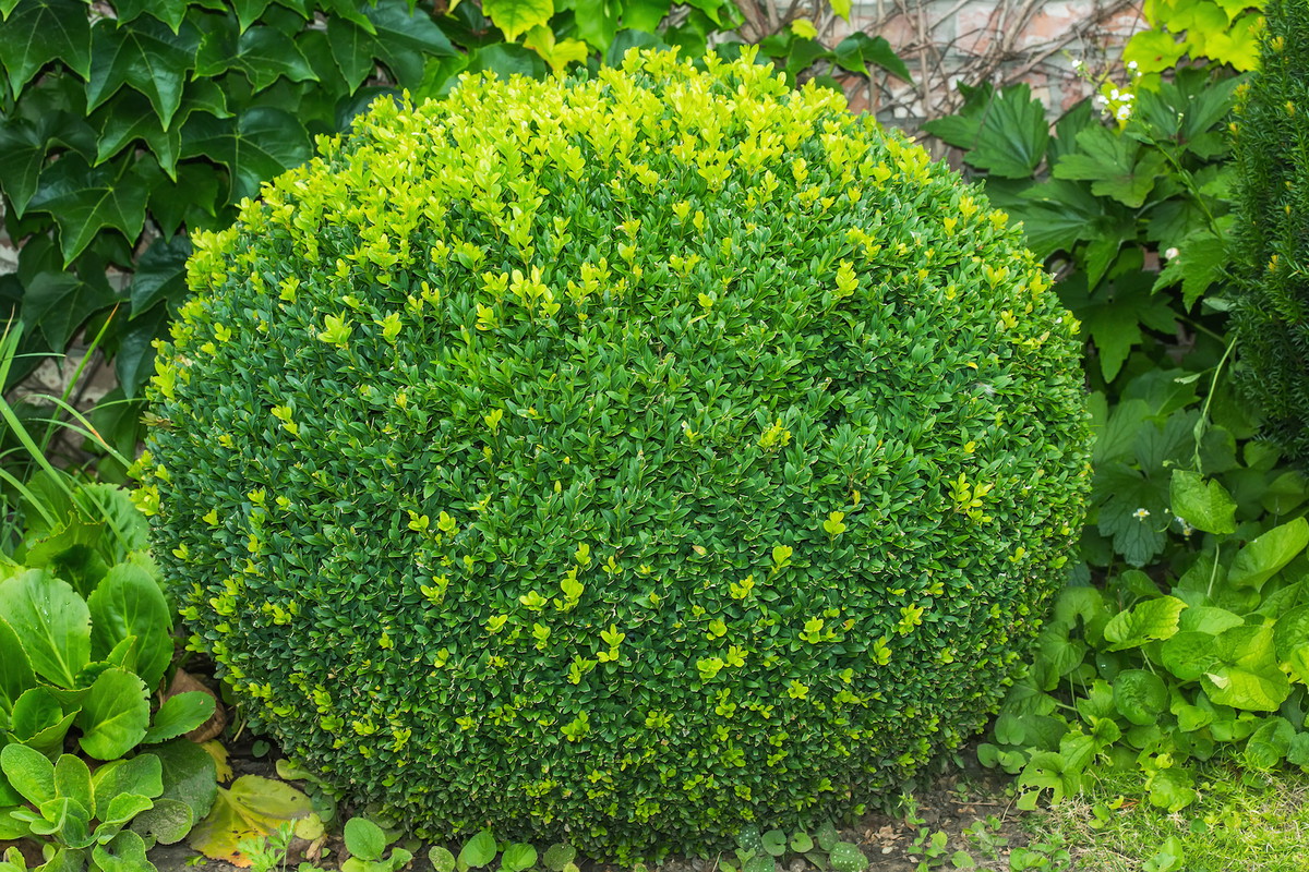 Bukszpan Buxus (zdj.: Adobe Stock)