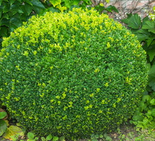 Bukszpan Buxus (zdj.: Adobe Stock)