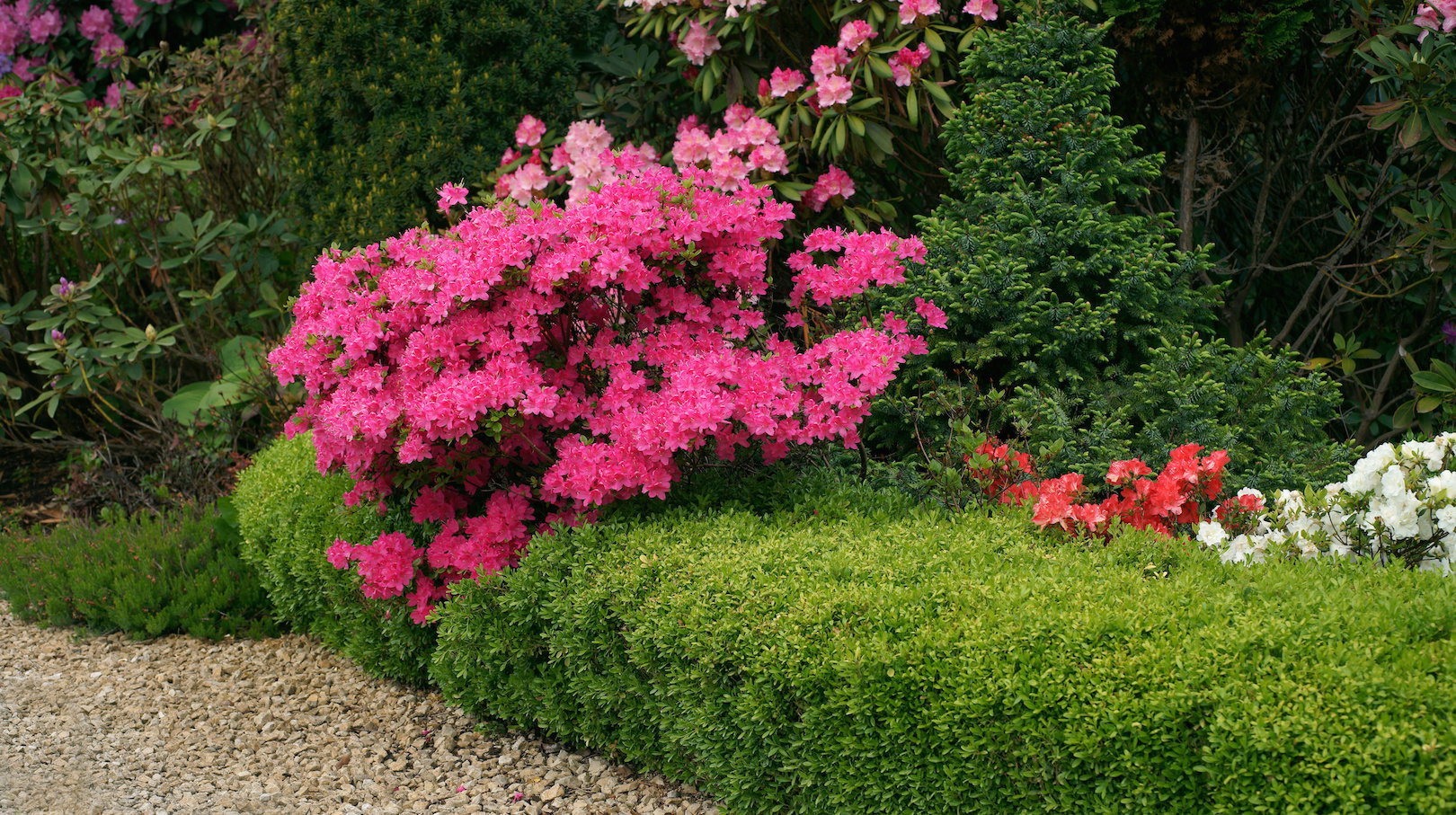 Bukszpan wieczniezielony (buxus sempervirens) w odmianie 'Suffruticosa' oraz azalia 'Kermesina'. (zdj.: Adobe Stock)