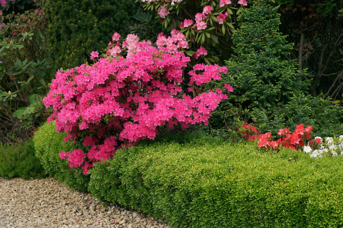 Bukszpan wieczniezielony (buxus sempervirens) w odmianie 'Suffruticosa' oraz azalia 'Kermesina'. (zdj.: Adobe Stock)