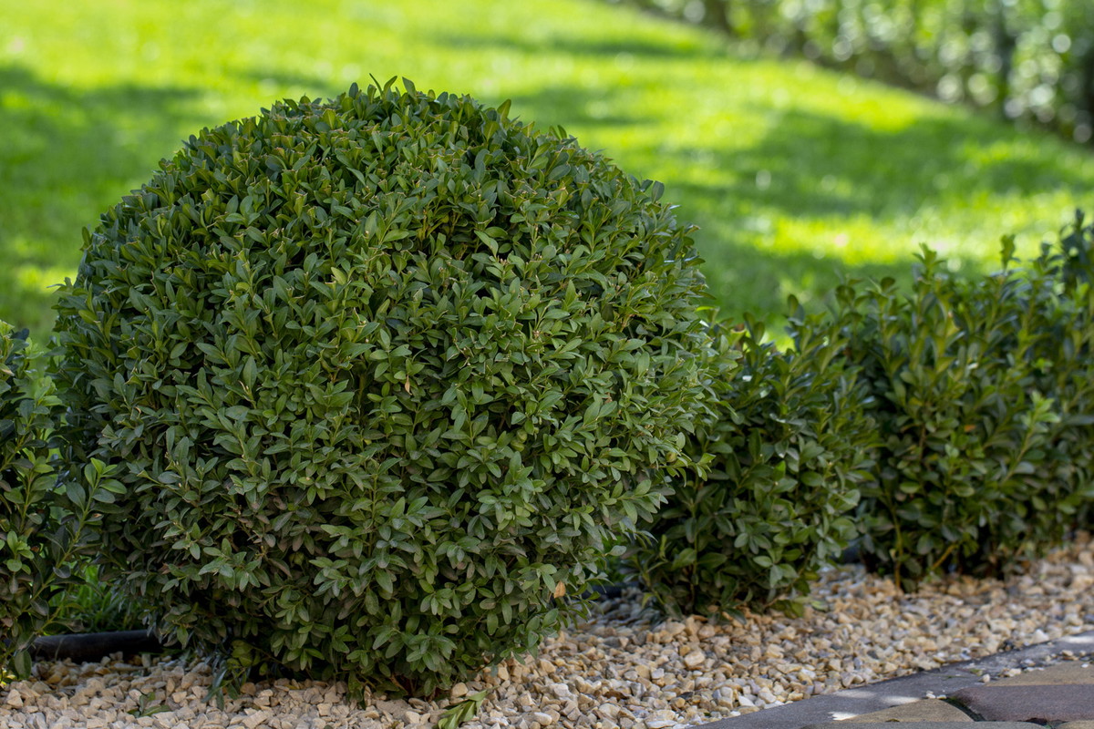 Bukszpan zwyczajny Buxus sempervirens (zdj.: Adobe Stock)