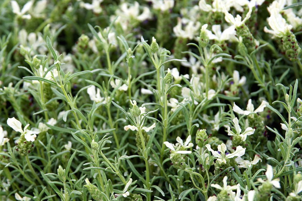 Bylica Estragon Artemisia dracunculus (zdj.: Adobe Stock)