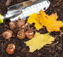 Cebulki krokusów sadzimy na głębokość około 5 centymetrów w październiku. (zdj.: Adobe Stock)