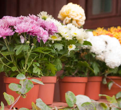 Chryzantemy doniczkowe przetrwają niezbyt mroźne zimy, jeśli otulimy ich doniczki np. folią i ustawimy w miejscu bezwietrznym. (zdj.: Adobe Stock)