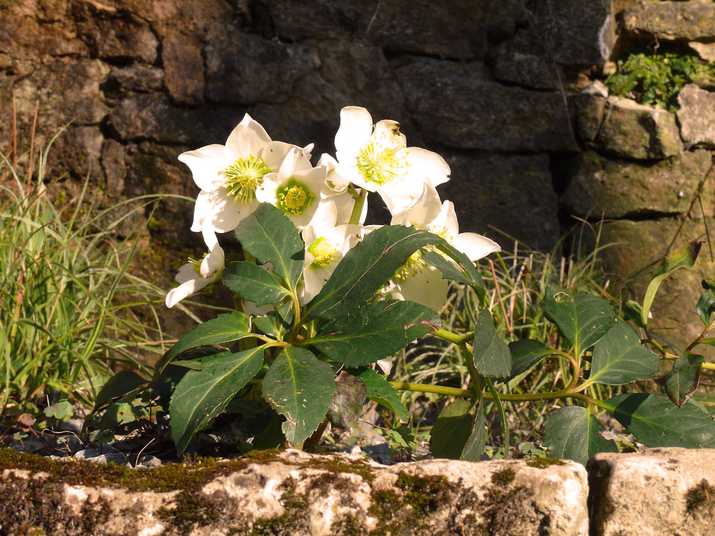  Ciemiernik biały Helleborus niger (zdj.: Adobe Stock)
