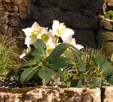 Ciemiernik biały Helleborus niger (zdj.: Adobe Stock)