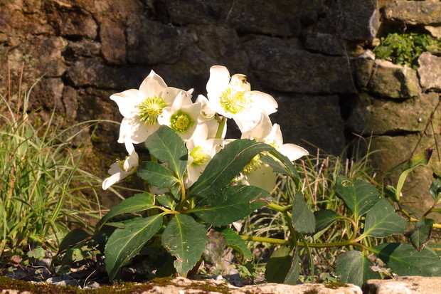 Ciemiernik biały Helleborus niger (zdj.: Adobe Stock)