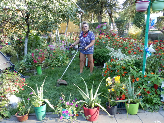 Co dwa tygodnie trzeba przycinać trawę.