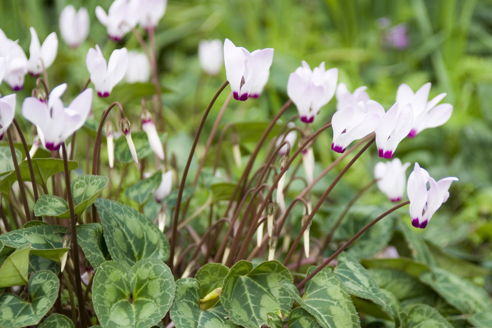 Cyklamen cyclamen (zdj.: iStock)