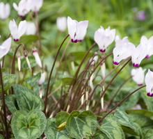 Cyklamen cyclamen (zdj.: iStock)