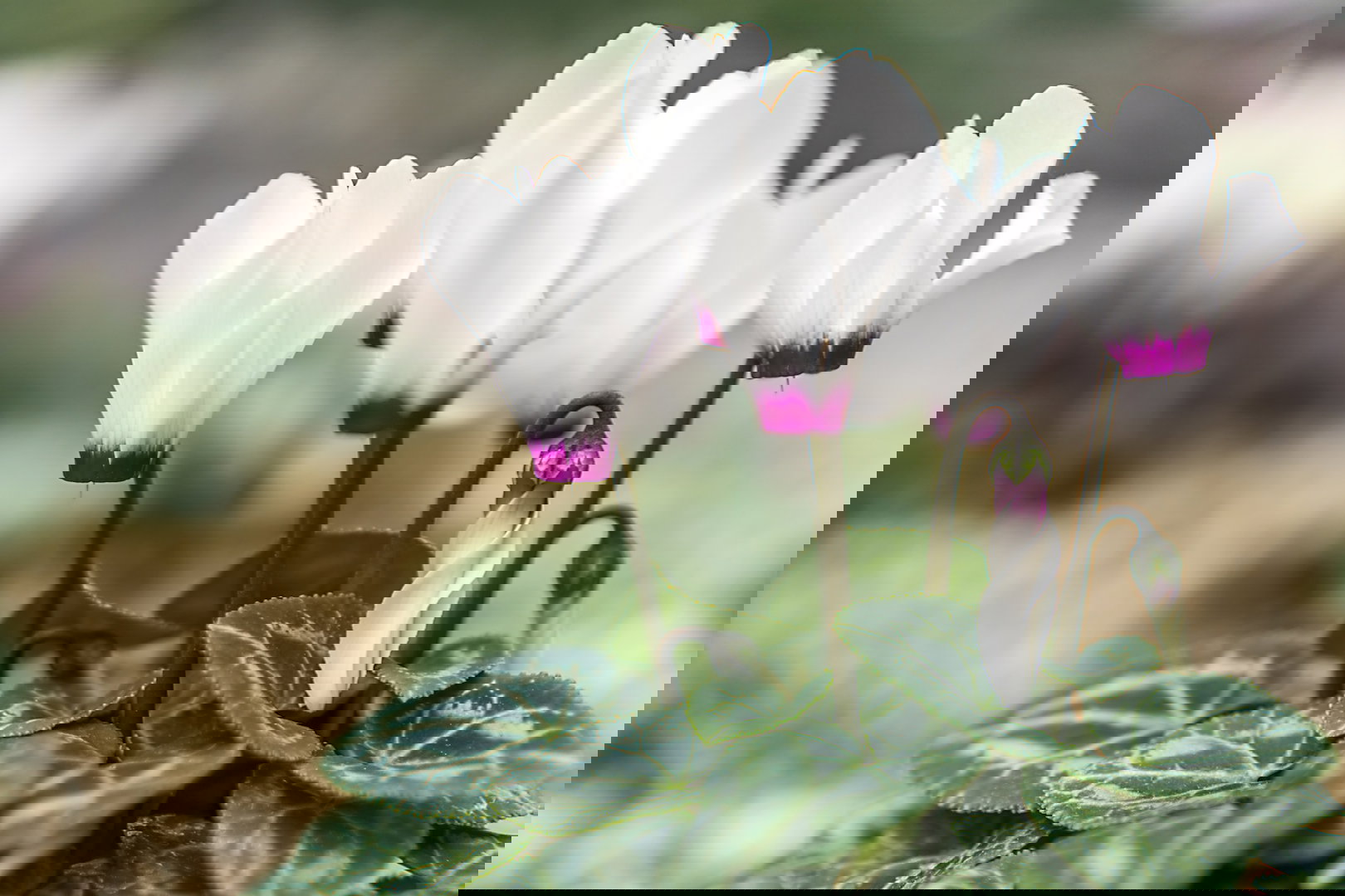 Cyklamen Perski Cyclamenum Persicum  (zdj.: Adobe Stock)