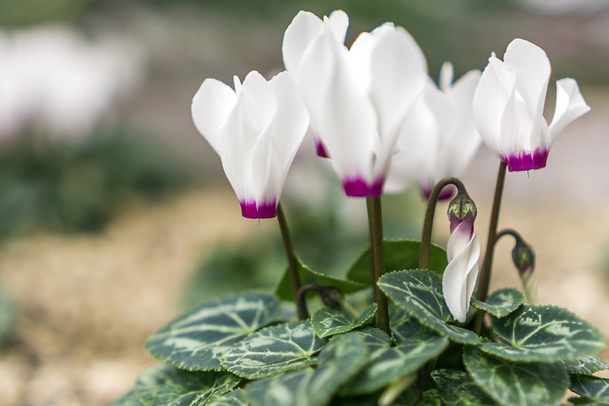 Cyklamen Perski Cyclamenum Persicum (zdj.: Adobe Stock)