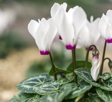 Cyklamen Perski Cyclamenum Persicum (zdj.: Adobe Stock)