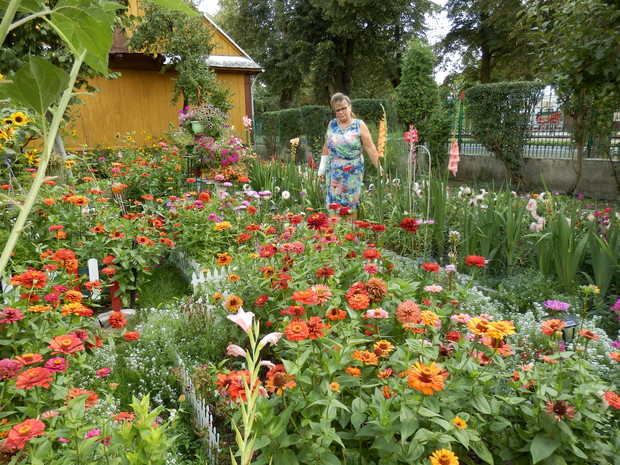 Cynie to cała ozdoba przez całe lato.