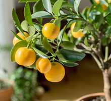 Cytryna Citrus (zdj. Adobe Stock)