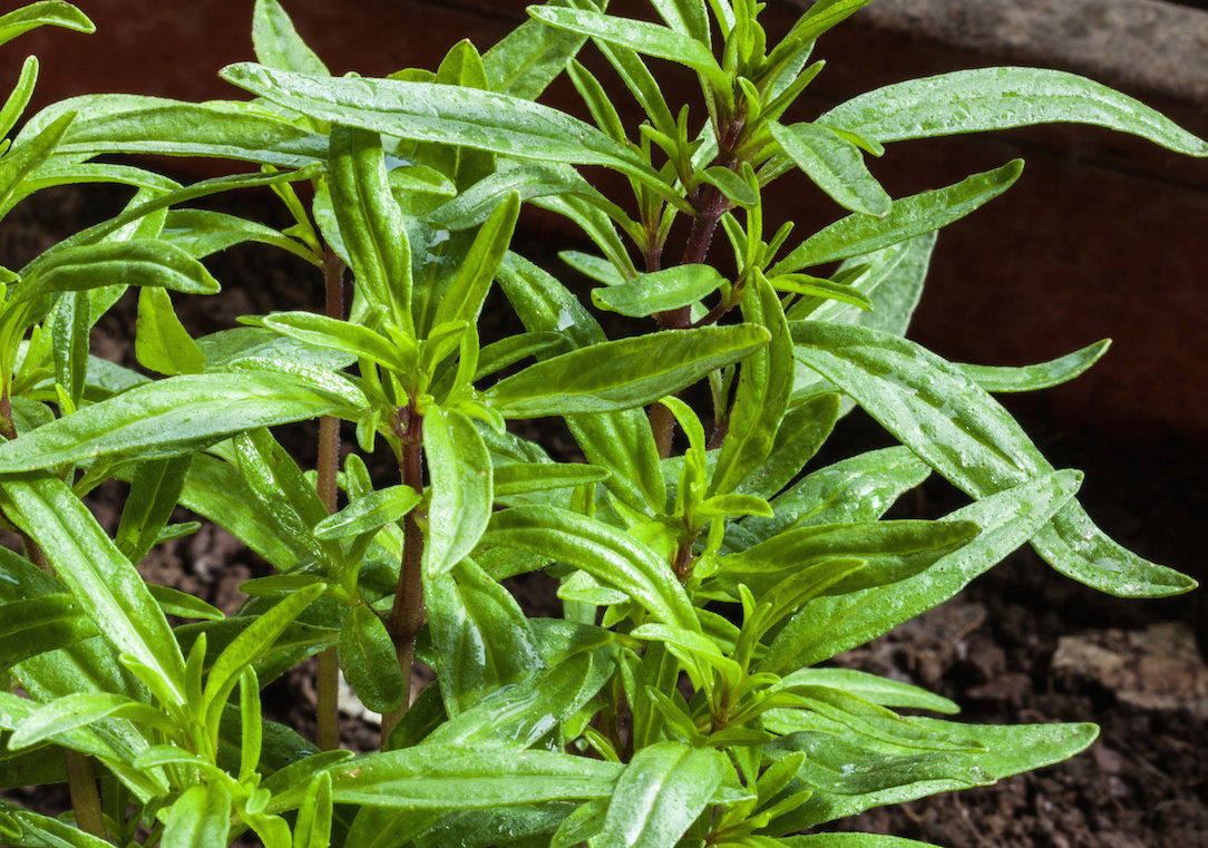 Cząber ogrodowy Satureja hortensis (zdj.: Adobe Stock)