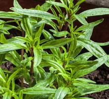 Cząber ogrodowy Satureja hortensis (zdj.: Adobe Stock)