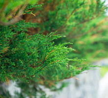 Często spotykane jako rośliny żywopłotowe tuje również narażone są na ataki szkodników, przede wszystkim misecznik tujowiec (mszyca) i miodownica cyprysikowa. (zdj.: iStock)