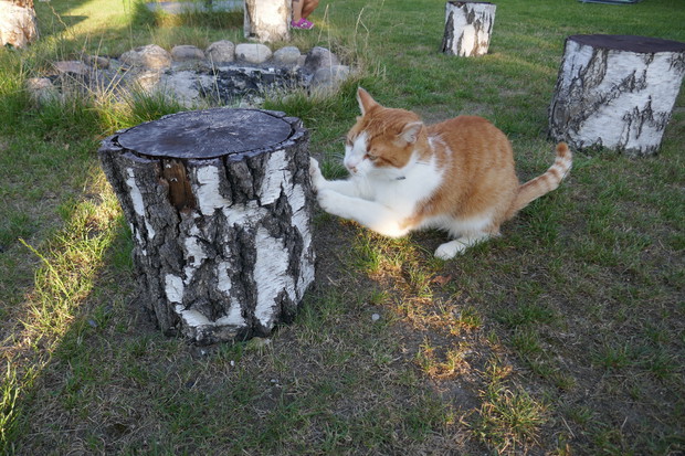 Członek naszej rodziny od 2 lat - kot Rudzik któremu w ogrodzie podoba się wszystko :)
