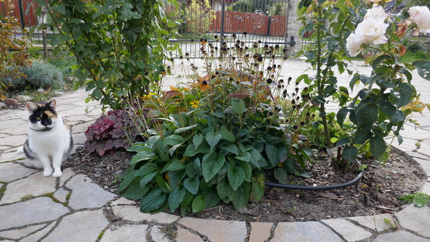 Członek naszej rodziny od 8 lat - piękna kotka Stefani