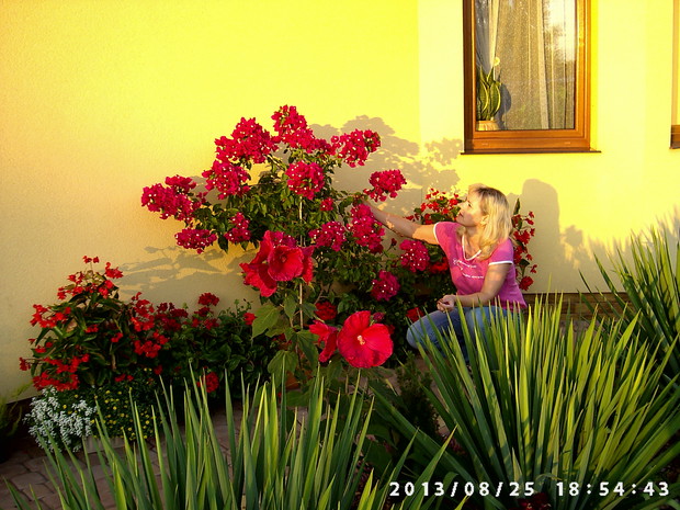 Czteroletnia bugenwilla