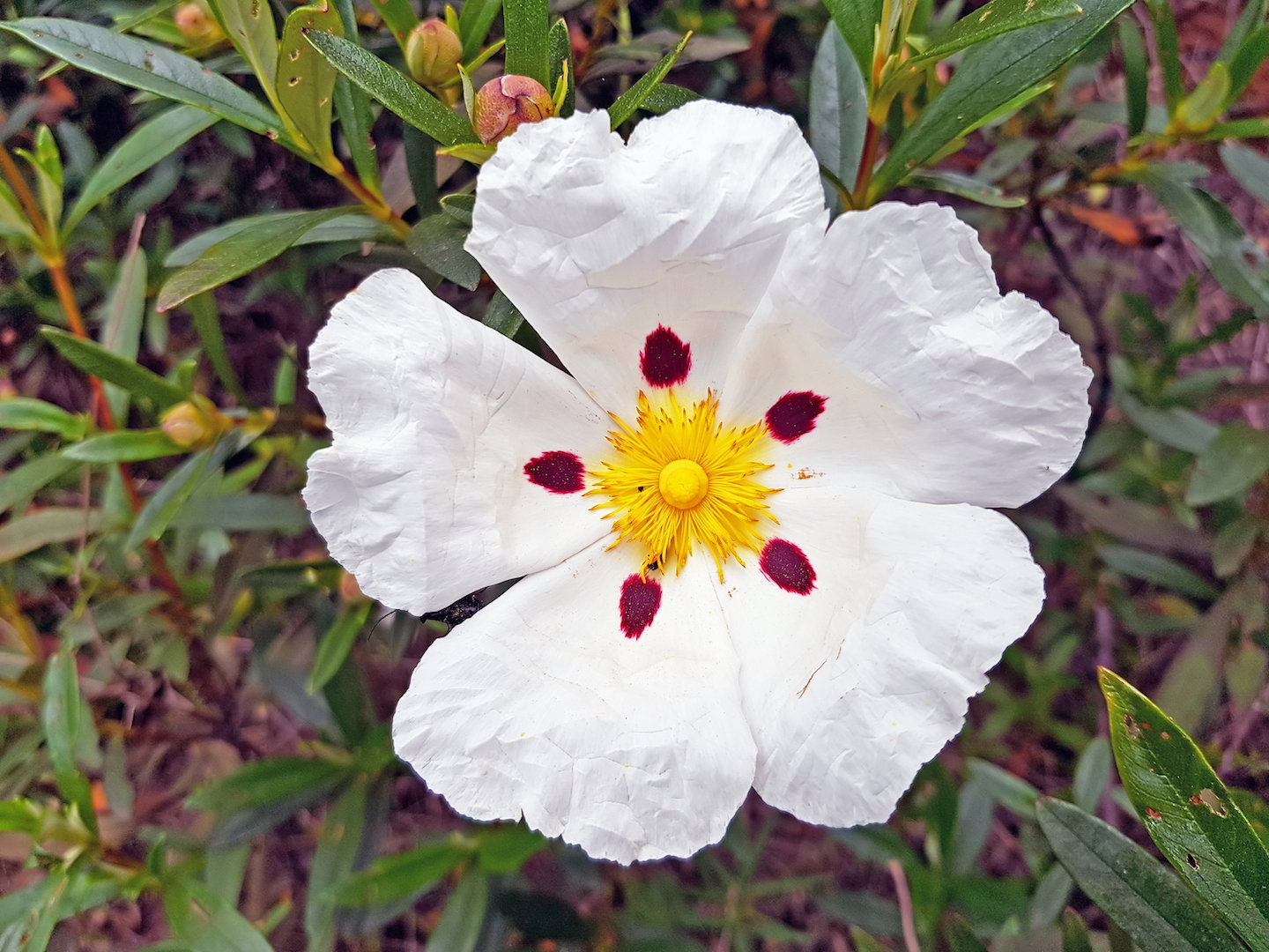 Czystek Cistus (zdj. iStock)