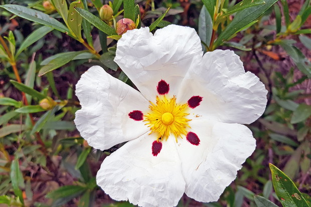 Czystek Cistus (zdj. iStock)