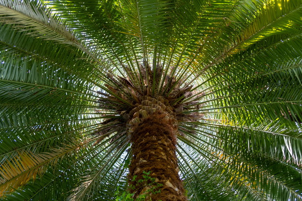 Daktylowiec kanaryjski Phoenix canariensis (zdj.: Adobe Stock)