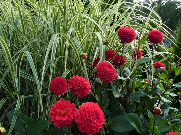 Dalia pomponowa na tle miskanta Variegatus