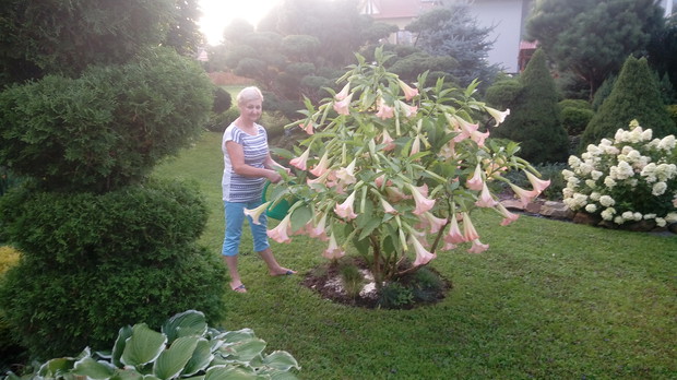 Datura obsypała się licznymi kwiatami.