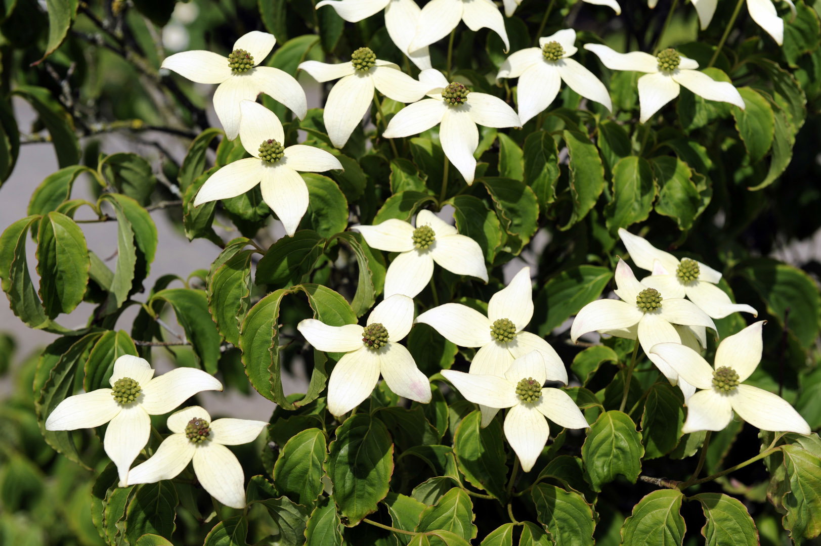 Dereń kousa Cornus kousa (zdj.: Adobe Stock)