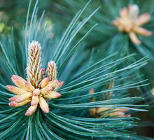 Długie igły sosny czarnej (pinus nigra) czynią z niej bardzo dekoracyjne drzewko świąteczne. (zdj.: Adobe Stock)