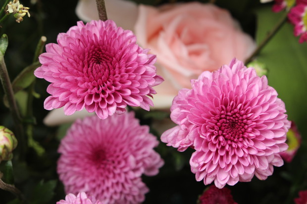 Dobierając dalie do uprawy doniczkowej pamiętajmy o wyborze odmian niskich, nie potrzebujących podpór. (zdj.: iStock)