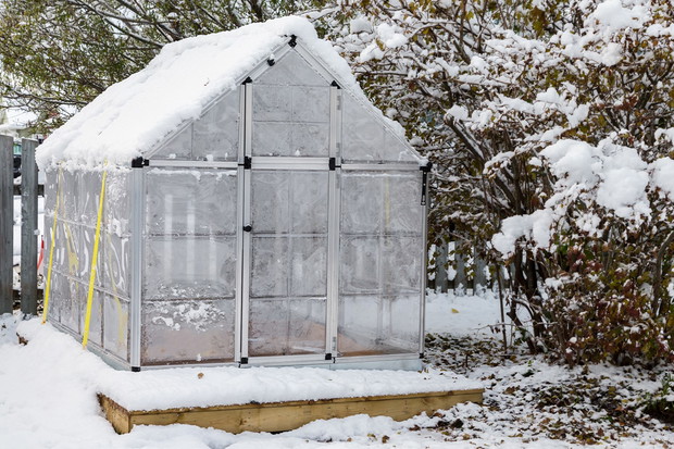 Docieplona szklarnia pozwala na przetrwanie roślin w niej zimujących w lepszej formie. (zdj.: Adobe Stock)